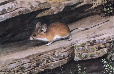 Big Eared Pinion Mouse代表了西南部崎岖峡谷中的白脚氏族 作者 路易斯·阿加西兹·富埃特斯
