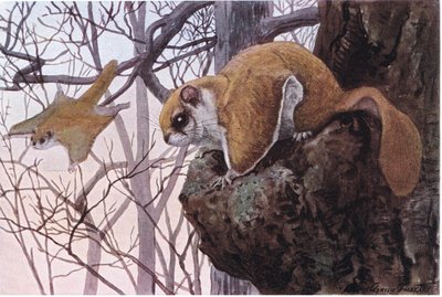 Southern Flying Squirrel有滑膜 作者 路易斯·阿加西兹·富埃特斯