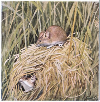 Western Harvest Mouse在一个草窝里生活和繁殖 作者 路易斯·阿加西兹·富埃特斯