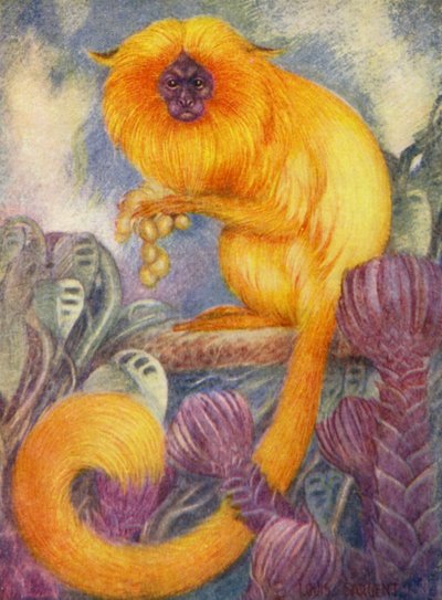 在动物园马莫塞特猴（彩色印刷版） 作者 路易斯·奥古斯都·萨金特