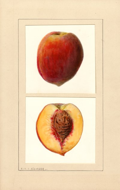 桃子（Prunus persica：编号 10）（水彩画） 作者 路易斯·查尔斯·克里斯托弗·克里格