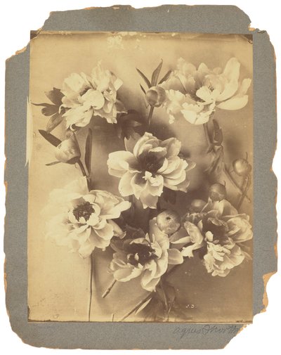 蒂芙尼工作室，约 1898-1920 年（黑白照片） 作者 路易斯·康福特·蒂芙尼