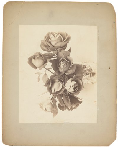 蒂芙尼工作室，约 1898-1920 年（黑白照片） 作者 路易斯·康福特·蒂芙尼