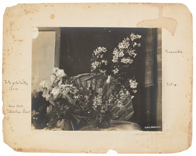 蒂芙尼工作室，c.1898-1920（黑白照片） 作者 路易斯·康福特·蒂芙尼