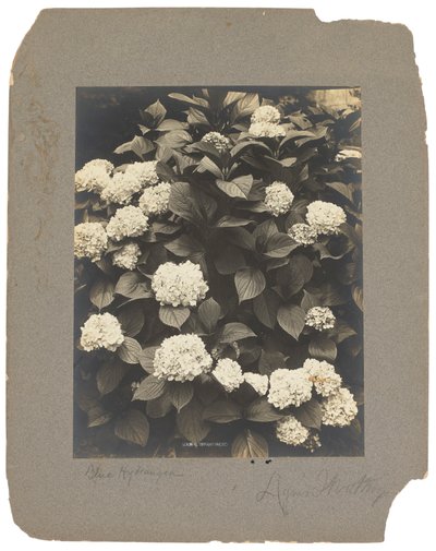 蒂芙尼工作室，约 1898-1920 年（黑白照片） 作者 路易斯·康福特·蒂芙尼