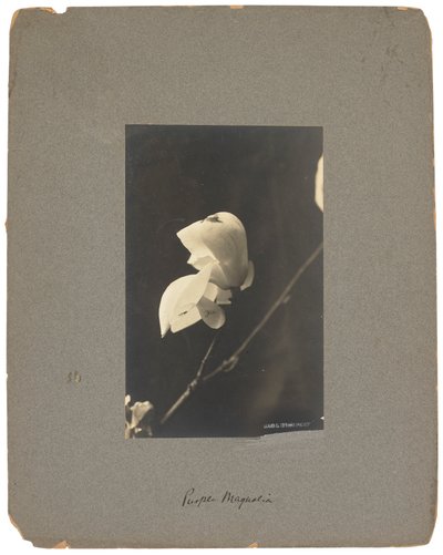 蒂芙尼工作室，约 1898-1920 年（黑白照片） 作者 路易斯·康福特·蒂芙尼