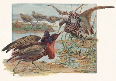 Ruffs and Reeves，c1910，1911年 作者 路易·费尔法克斯·马克利