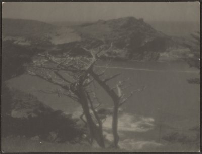 [海岸上的柏树] 作者 路易斯·弗莱肯斯坦