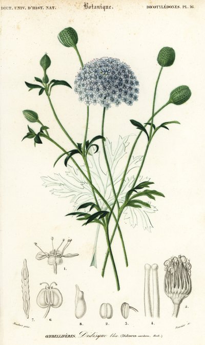 蓝色蕾丝花，Trachymene coerulea。1849年（雕刻） 作者 路易斯·约瑟夫·爱德华·莫贝尔