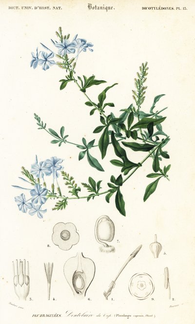 Cape Leadwort，Plumbago auriculata，1849 年（雕刻） 作者 路易斯·约瑟夫·爱德华·莫贝尔