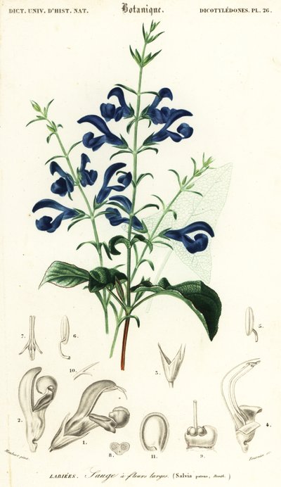 龙胆鼠尾草或传播鼠尾草，Salvia patens.，1849 年（雕刻） 作者 路易斯·约瑟夫·爱德华·莫贝尔