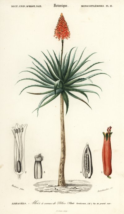克兰茨芦荟，Aloe arborescens。 作者 路易斯·约瑟夫·爱德华·莫贝尔
