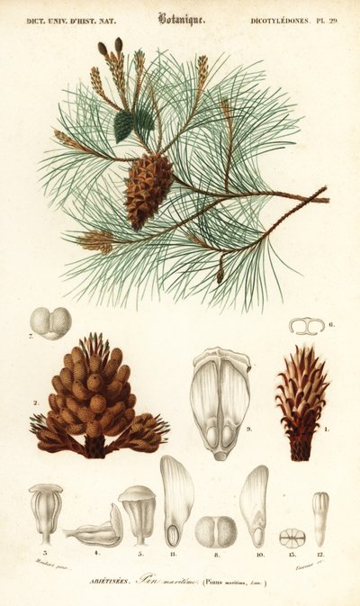 海松或丛松，Pinus pinaster.，1849 年（雕刻） 作者 路易斯·约瑟夫·爱德华·莫贝尔