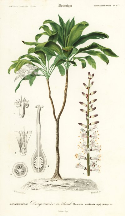 棕榈百合，Cordyline fruticosa.，1849 年（雕刻） 作者 路易斯·约瑟夫·爱德华·莫贝尔