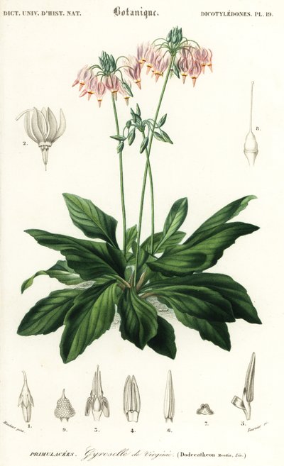 流星或东方流星，Dodecatheon meadia。1849年（雕刻） 作者 路易斯·约瑟夫·爱德华·莫贝尔