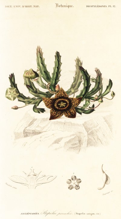 星花，Orbea variegata.，1849 年（雕刻） 作者 路易斯·约瑟夫·爱德华·莫贝尔