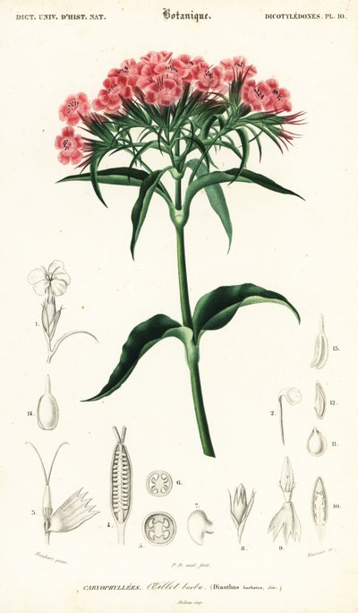 甜蜜的威廉，石竹，1849 年（雕刻） 作者 路易斯·约瑟夫·爱德华·莫贝尔