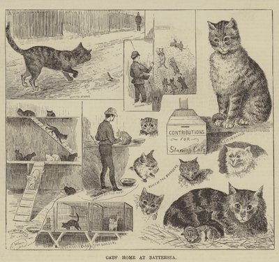 巴特西的猫之家 作者 路易·韦恩