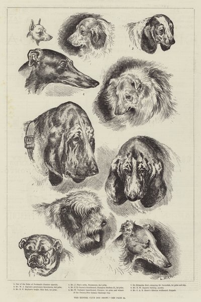 养犬俱乐部狗展 作者 Louis Wain