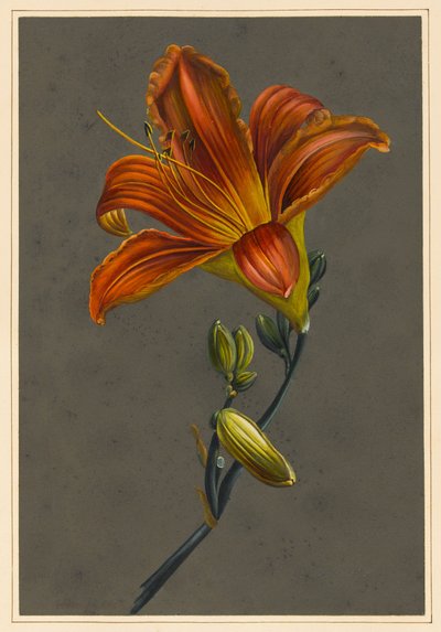 Hemorocallus（黄花菜），1830年（身体颜色在纸上准备好地面） 作者 路易丝·多林斯