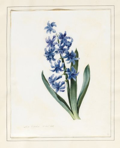 风信子，1826年（wc与牛皮纸上的一些体色） 作者 路易丝·多林斯
