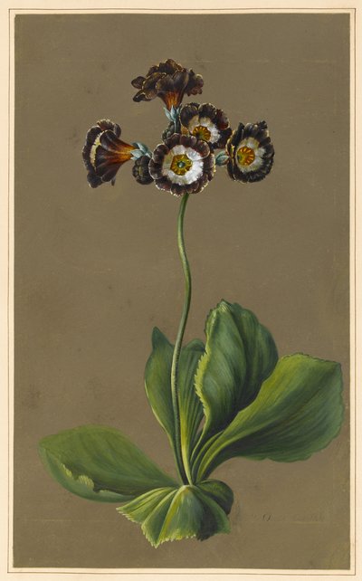 杂交Auricula，1830年（身体颜色在纸上准备好地面） 作者 路易丝·多林斯
