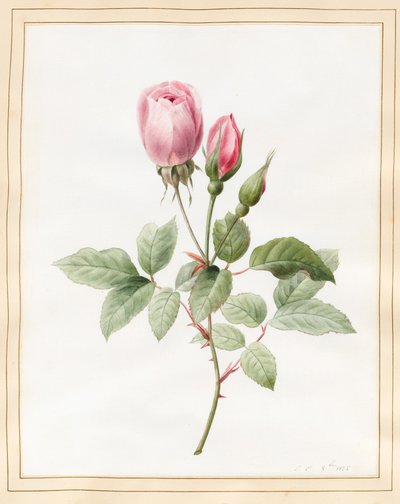 粉红玫瑰和芽，1826年（与牛皮纸上的一些体色） 作者 路易丝·多林斯