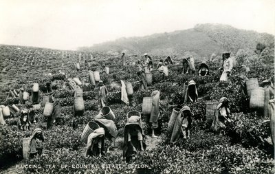 采茶，乡村庄园，锡兰，约 1900-1930 年（黑白照片） 作者 有限公司锡兰普拉特