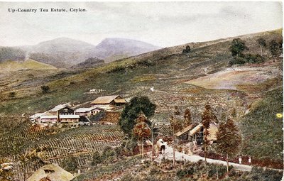 锡兰上游茶园，c.1900-20（手工彩色照片） 作者 有限公司锡兰普拉特