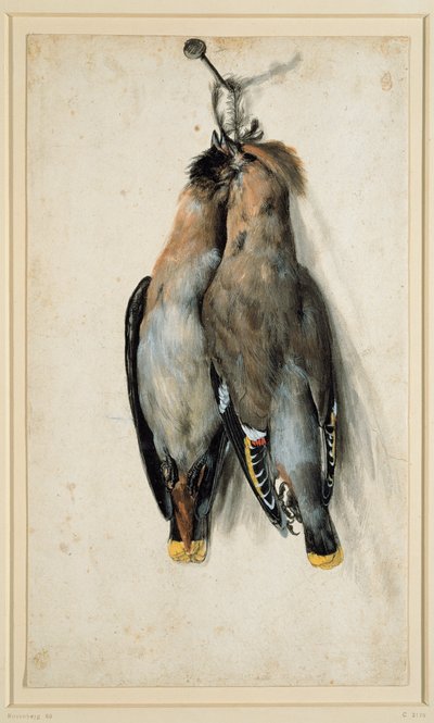 两个死波希米亚的Waxwings 作者 卢卡斯·克拉纳赫