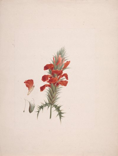 Acanthus Sennii Chiov.：绘制完成，增加了细节 作者 Luigi Balugani