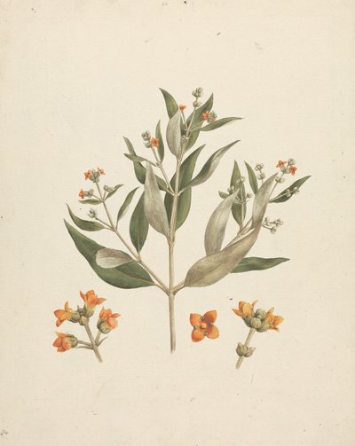 白骨壤 (Forssk.) Vierh。 （白红树林）：带有花朵细节的开花芽成品图 作者 Luigi Balugani