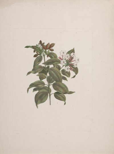 Jasminum dichotomum Vahl（非洲茉莉）：成品图 作者 Luigi Balugani