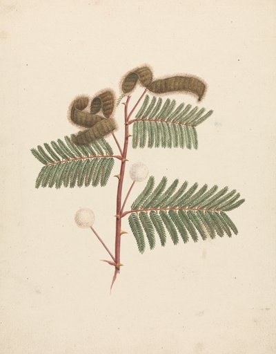含羞草 (L.)：成品图 作者 Luigi Balugani