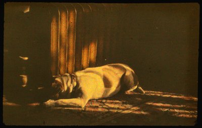 使用 Autochrome Lumière 和 35 毫米相机拍摄阳光下熟睡的狗的彩色照片... 作者 路易斯·马登