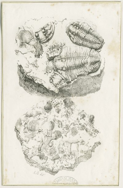 杜德利--化石：石版画，nd [约1825] (印刷品) 作者 卢克·布克