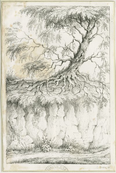 杜德利--树：石版画，nd [约1825] (印刷品) 作者 卢克·布克