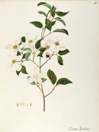 花山茱萸，山茱萸科，原产于美国北部的小乔木或灌木，水彩画 作者 马达莱娜丽莎穆西诺