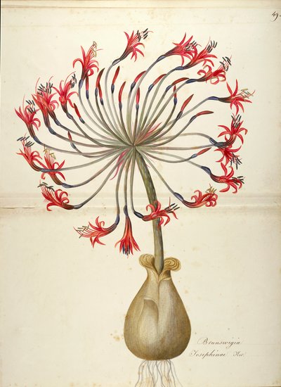 约瑟芬百合 (Brunsvigia josephinae)，石蒜科，马达莱娜·丽莎·穆西诺 (Maddalena Lisa Mussino)，水彩 作者 马达莱娜丽莎穆西诺