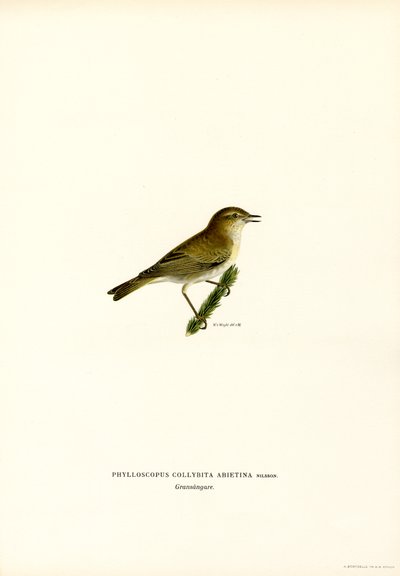 Chiffchaff（彩色平版） 作者 马格努斯·费迪南德和威廉·冯·赖特