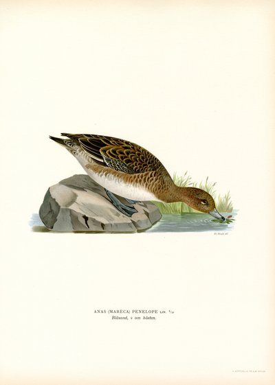 欧亚 Wigeon（彩色光刻） 作者 马格努斯·费迪南德和威廉·冯·赖特
