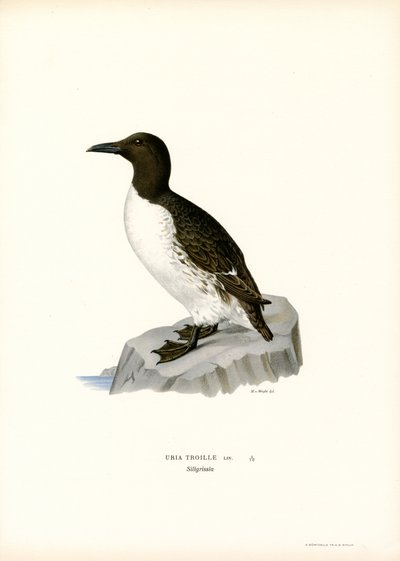 Guillemot（彩色平版印刷） 作者 马格努斯·费迪南德和威廉·冯·赖特