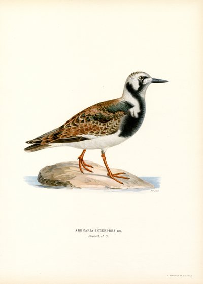 Ruddy Turnstone（彩色光刻） 作者 马格努斯·费迪南德和威廉·冯·赖特
