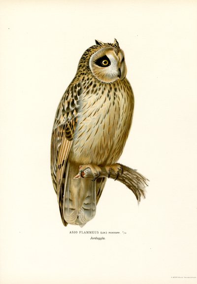 Short-eared Owl (colour litho)   1413017   zh       chinese Successfully Translated  Original: Cypress Avenue, Quinta Stanford (colour litho) Translat: Cypress Avenue, Quinta Stanford (colour litho) 1412799 zh chinese Successfully Translated Original: The  作者 马格努斯·费迪南德和威廉·冯·赖特