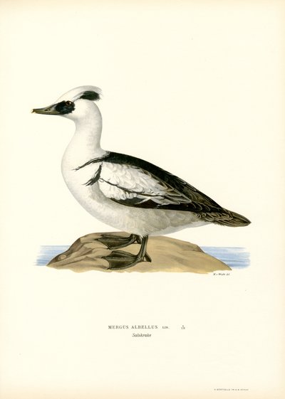 Smew（彩色印刷） 作者 马格努斯·费迪南德和威廉·冯·赖特