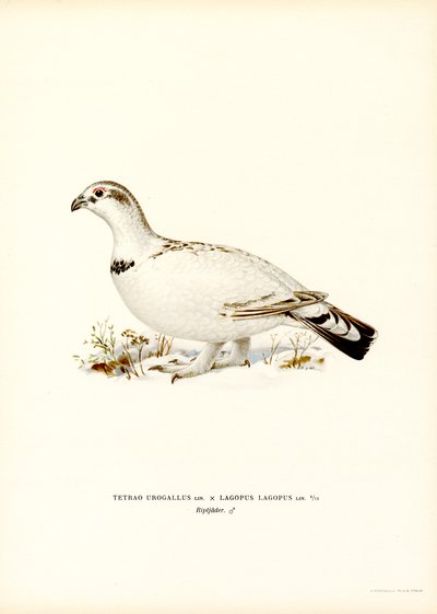 Western Capercaillie x Willow Ptarmigan（彩色石版画） 作者 马格努斯·费迪南德和威廉·冯·赖特