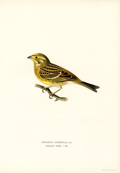 黄鲑鱼（Emberiza citrinella）（彩色石版画） 作者 马格努斯·费迪南德和威廉·冯·赖特