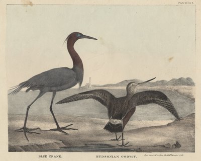Blue Crane，Hudsonian Godwit，Litho by Childs und Inman，来自&39;自然历史和美国乡村体育的内阁&39;，作者：J。und T. Doughty，1832 作者 Mannevillette Elihu亲爱的布朗