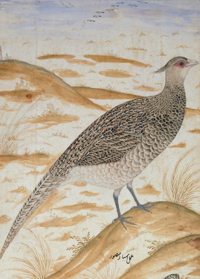 喜马拉雅欢呼雉，贾汉吉尔时期，莫卧儿王朝，1620（水彩画） 作者 Mansur