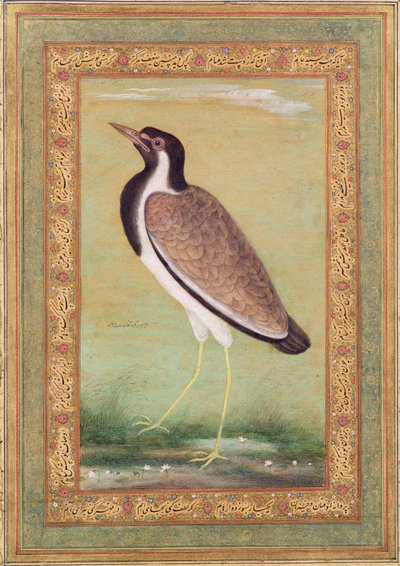 印度田凫，c.1800 作者 曼苏尔